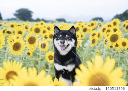 早朝のひまわり畑と微笑む豆柴 早朝のひまわり畑と微笑む豆柴 130513806