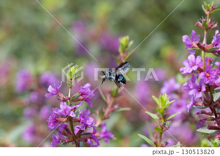 ブルービー 130513820