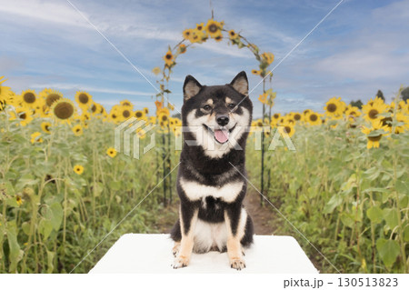 早朝のひまわり畑と微笑む豆柴 早朝のひまわり畑と微笑む豆柴 130513823