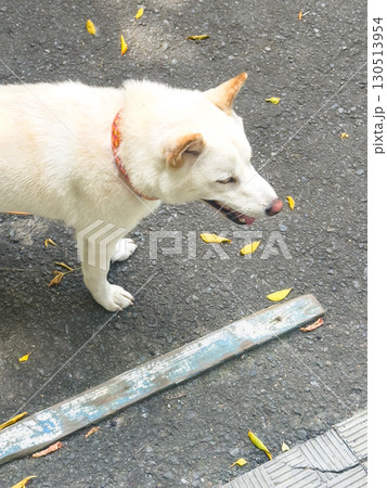 White Dog Walking Down Street, Autumn Cityscape. White Dog Walking Down Street, Autumn Cityscape. 130513954