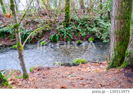 Salmon spawning streams in the Thacker Regional Park in Hope, BC, Canada Salmon spawning streams in the Thacker Regional Park in Hope, BC, Canada 130513975