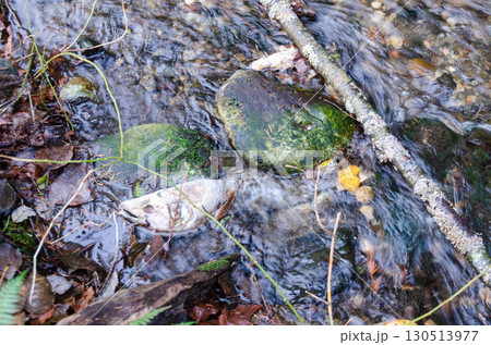 Salmon spawning streams in the Thacker Regional Park in Hope, BC, Canada Salmon spawning streams in the Thacker Regional Park in Hope, BC, Canada 130513977