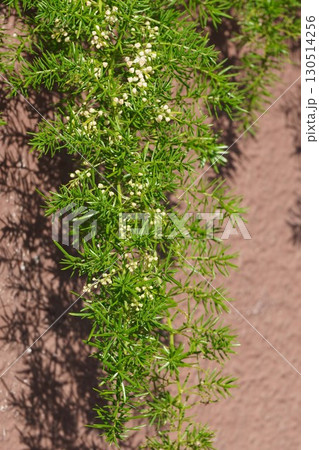 アスパラガスエチオピクスの花・2025年㋆ アスパラガスエチオピクスの花・2025年㋆ 130514256