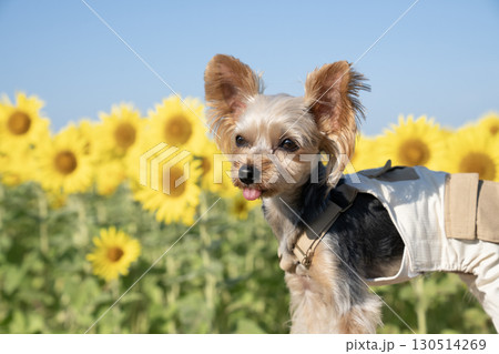朝日を浴びた向日葵とヨークシャテリア 130514269