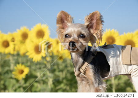 朝日を浴びた向日葵とヨークシャテリア 130514271