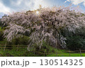 しだれ桜 130514325