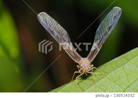 マエグロハネナガウンカ 130514332