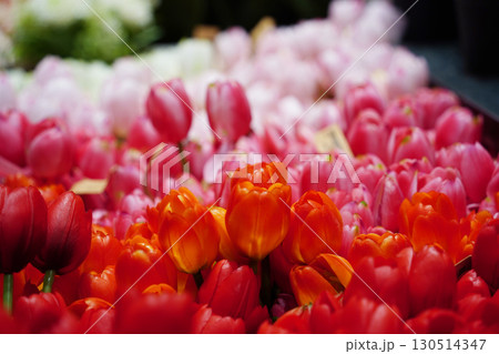Vibrant Tulips in Full Bloom, Colorful Spring Flowers 130514347