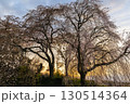 しだれ桜 130514364