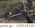 ジョウビタキ 130514526