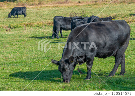 A herd of black cattle on green outdoor pasture 130514575