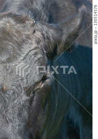 Potrait of black cow on pasture 130514576