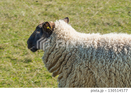 Single sheep standing on pasture 130514577