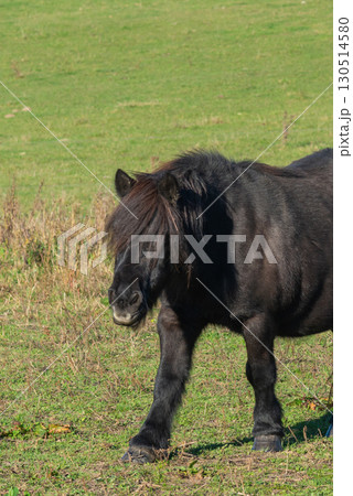 Shetland pony on a pasture Shetland pony on a pasture 130514580
