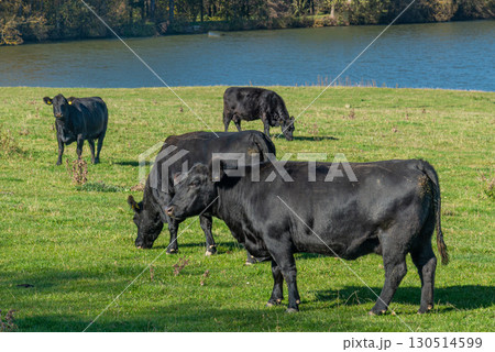 A herd of black cattle on green outdoor pasture A herd of black cattle on green outdoor pasture 130514599
