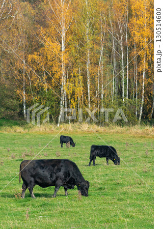A herd of black cattle on green outdoor pasture A herd of black cattle on green outdoor pasture 130514600