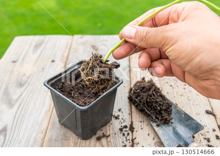 Gardener transplanting young seedling into bigger container 130514666