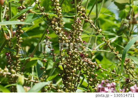 オカトラノオ の花の後・2025年㋆ オカトラノオ の花の後・2025年㋆ 130514711