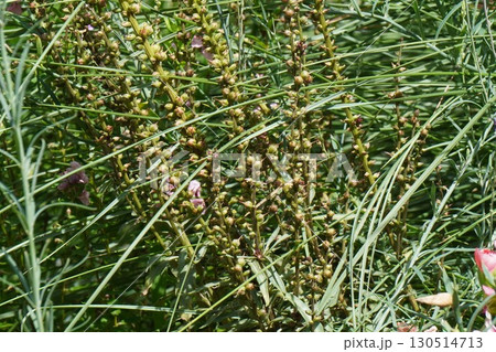 オカトラノオ の花の後・2025年㋆ 130514713