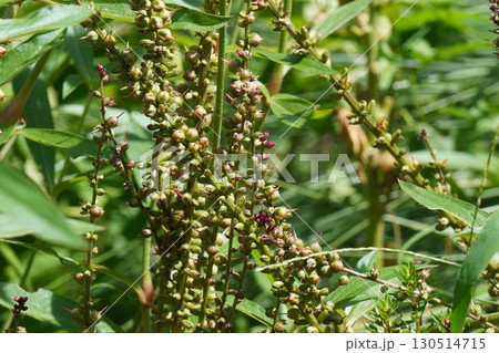 オカトラノオ の花の後・2025年㋆ 130514715