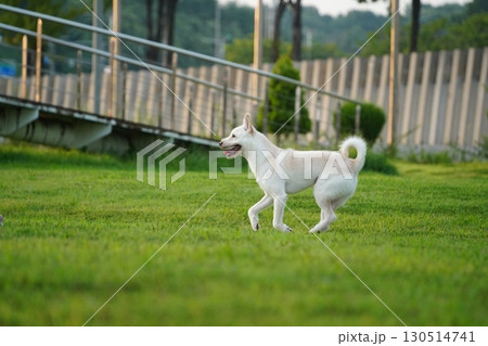 Happy White Mixed Breed Dog Running in Green Grass 130514741