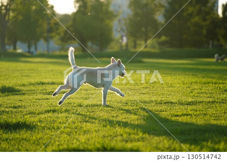 Happy White Mixed Breed Dog Running in Green Grass 130514742
