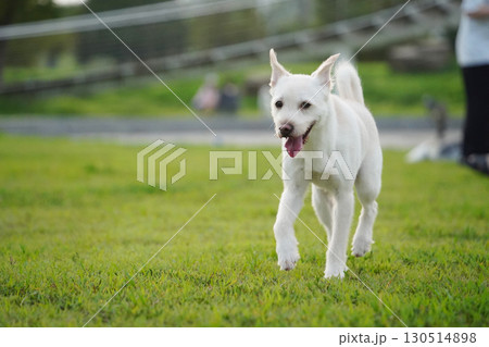 White Mixed Breed Dog Relaxing in a Green Field White Mixed Breed Dog Relaxing in a Green Field 130514898