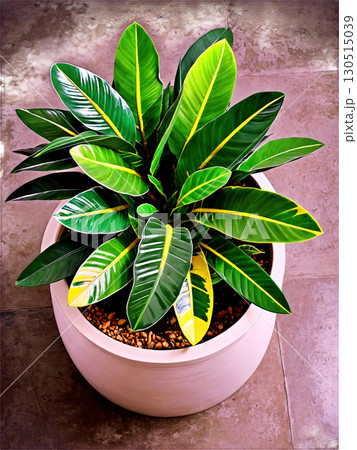 Leafy Canopy Overhead view of a zamioculcas, its leaves forming a lush, green canopy in a stylish pot. 130515039