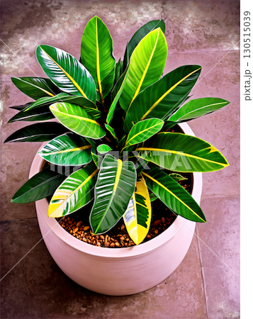 Leafy Canopy Overhead view of a zamioculcas, its leaves forming a lush, green canopy in a stylish pot. 130515039