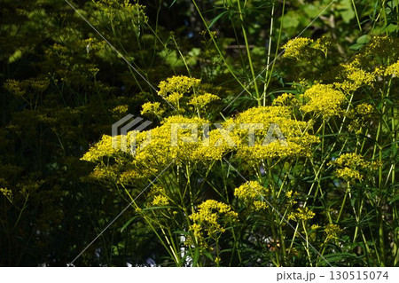 オミナエシ・2025年㋆ 130515074