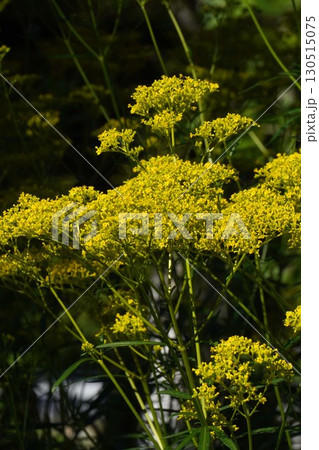 オミナエシ・2025年㋆ オミナエシ・2025年㋆ 130515075