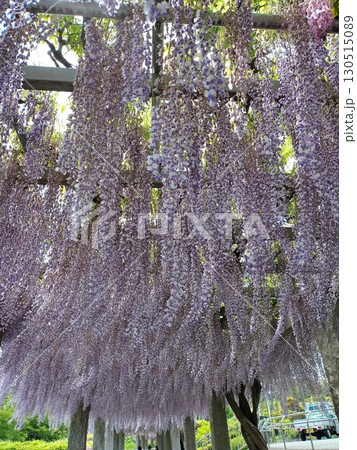 藤岡ふじまつりの咲き誇る藤棚 130515089