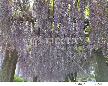 藤岡ふじまつりの咲き誇る藤棚 130515090