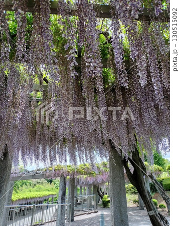 藤岡ふじまつりの咲き誇る藤棚 藤岡ふじまつりの咲き誇る藤棚 130515092