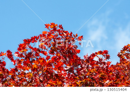真っ赤に染まるカエデと青い空 真っ赤に染まるカエデと青い空 130515404