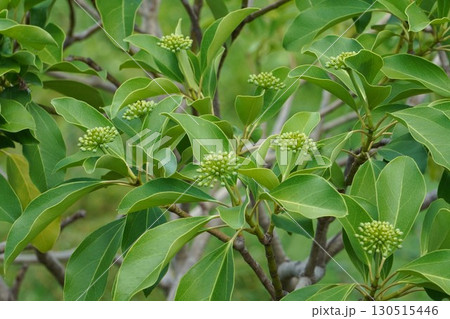 カクレミノの蕾・2025年㋆ 130515446