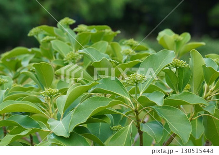 カクレミノの蕾・2025年㋆ 130515448