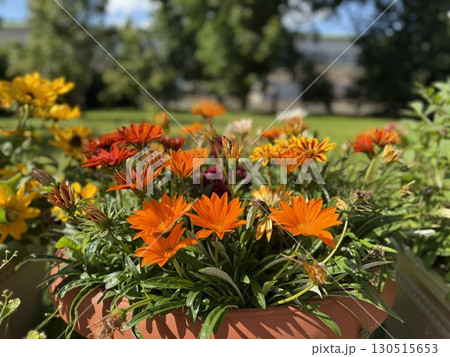 Colorful flowers in terracotta pot against green leafy background on sunny day 130515653