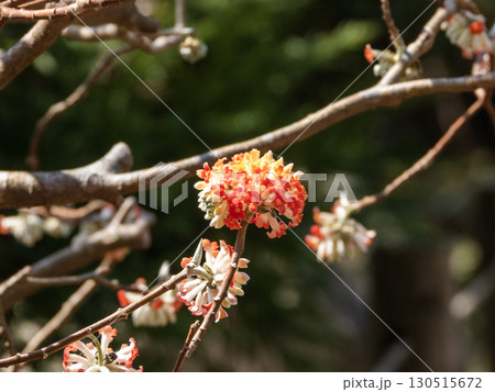 木曽福島興禅寺境内の景色 130515672