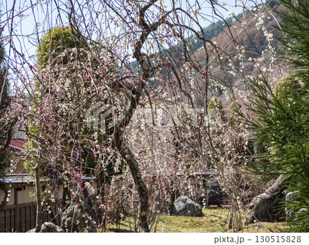 木曽福島興禅寺境内の景色 木曽福島興禅寺境内の景色 130515828