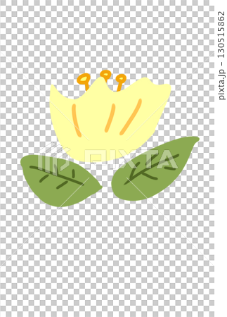 カラフルなチューリップ カラフルなチューリップ 130515862