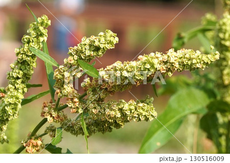 ギシギシの実・2025年7月 130516009