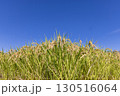 青空と風に揺れる稲穂 130516064