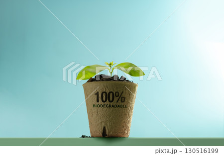 Small seedling grows in Biodegradable pot. Eco friendly materials and environmental conservation and sustainable living Small seedling grows in Biodegradable pot. Eco friendly materials and environmental conservation and sustainable living 130516199