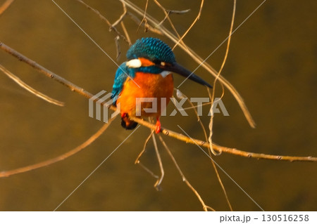 街中で共存するカワセミ 街中で共存するカワセミ 130516258