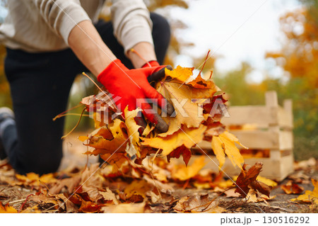Male hand in gloves collects, piles fallen autumn leaves at sunset. Volunteering, cleaning concept. Male hand in gloves collects, piles fallen autumn leaves at sunset. Volunteering, cleaning concept. 130516292