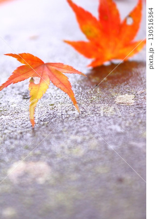 秋イメージ、鮮やかな紅葉の季節 130516364