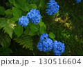 青い紫陽花 130516604