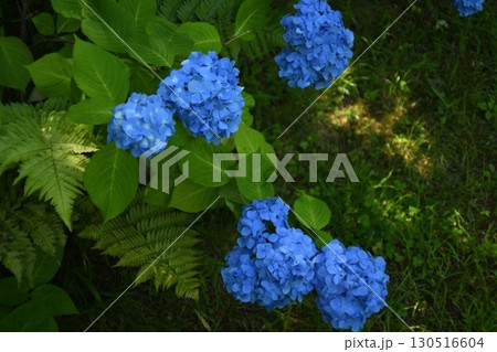 青い紫陽花 130516604