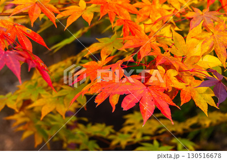 木漏れ日に照らされるモミジの紅葉 木漏れ日に照らされるモミジの紅葉 130516678
